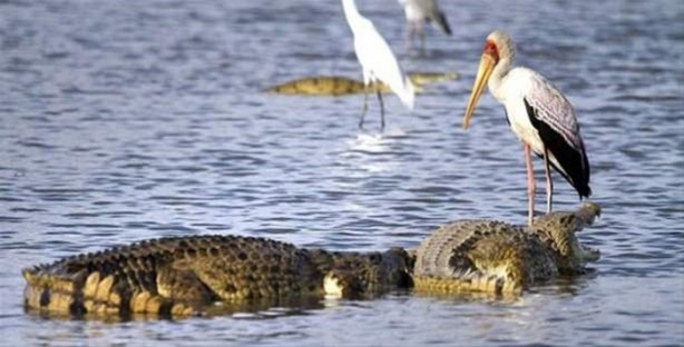 Foto - Hayvanlar dünyasından vahşi görüntüler!
