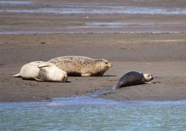 Foto - Hayvanlar dünyasından vahşi görüntüler!