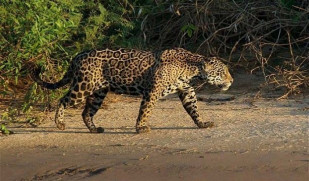 Foto - Hayvanlar dünyasından vahşi görüntüler!