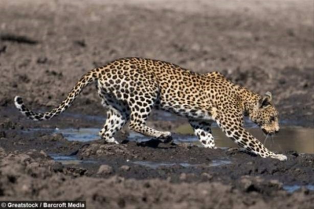 Foto - Hayvanlar dünyasından vahşi görüntüler!