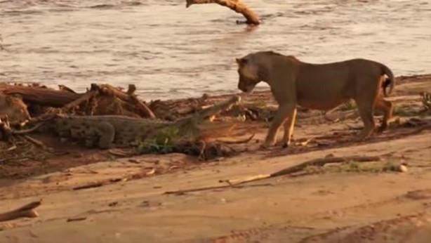Foto - Hayvanlar dünyasından vahşi görüntüler!