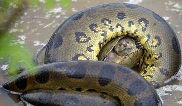 Foto - Hayvanlar dünyasından vahşi görüntüler!