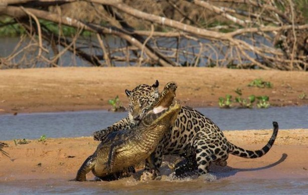 Foto - Hayvanlar dünyasından vahşi görüntüler!