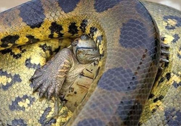 Foto - Hayvanlar dünyasından vahşi görüntüler!