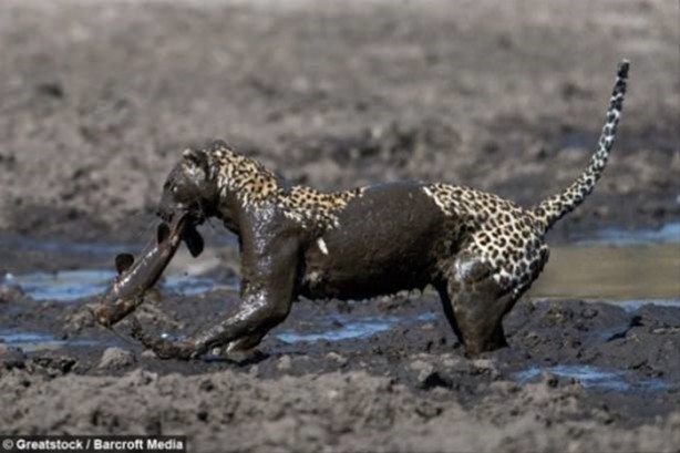 Foto - Hayvanlar dünyasından vahşi görüntüler!