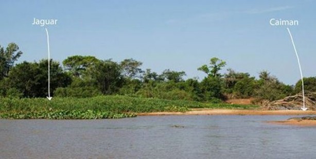 Foto - Hayvanlar dünyasından vahşi görüntüler!