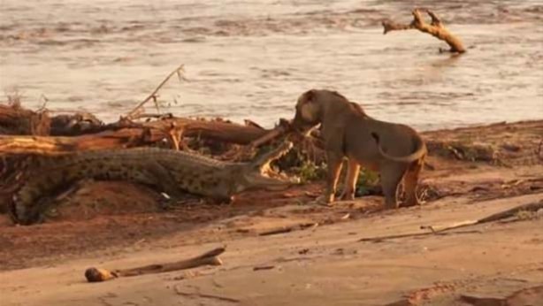 Foto - Hayvanlar dünyasından vahşi görüntüler!