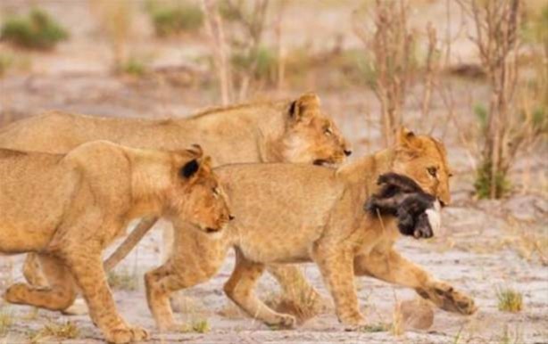 Foto - Hayvanlar dünyasından vahşi görüntüler!