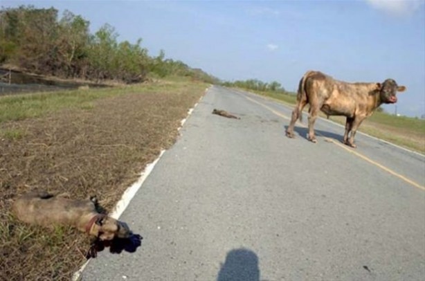 Foto - Hayvanlar dünyasından vahşi görüntüler!