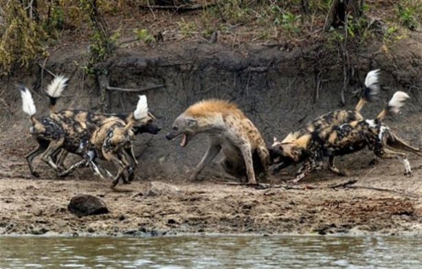 Foto - Hayvanlar dünyasından vahşi görüntüler!