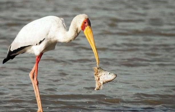 Foto - Hayvanlar dünyasından vahşi görüntüler!