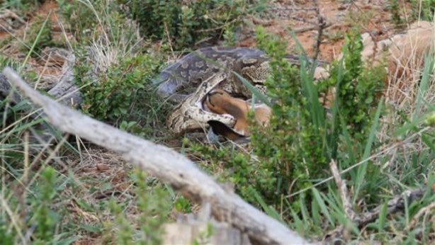 Foto - Hayvanlar dünyasından vahşi görüntüler!