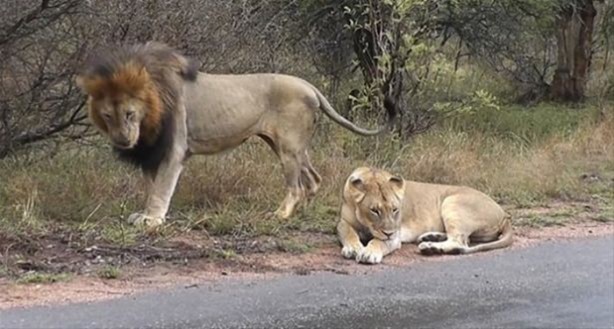 Foto - Hayvanlar dünyasından vahşi görüntüler!