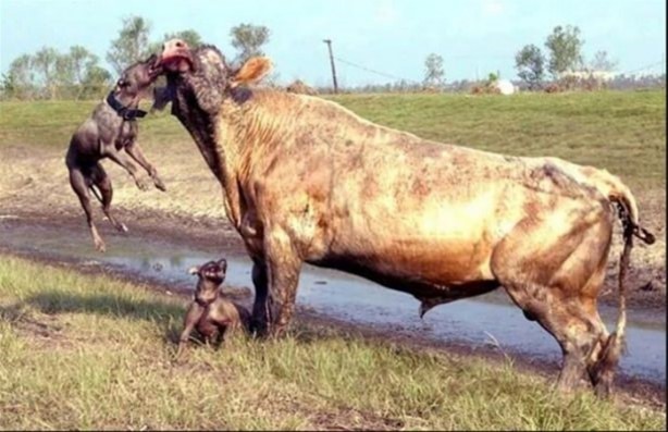 Foto - Hayvanlar dünyasından vahşi görüntüler!