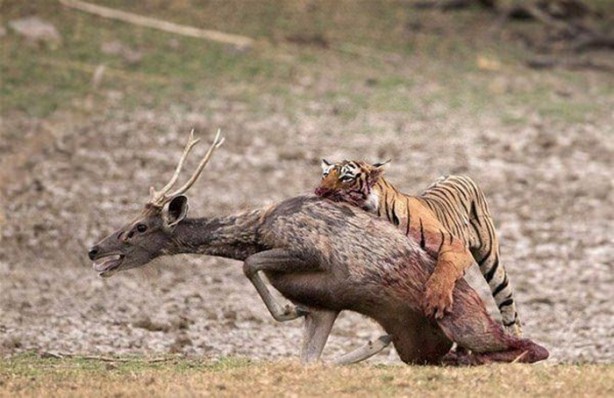 Foto - Hayvanlar dünyasından vahşi görüntüler!