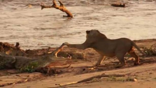 Foto - Hayvanlar dünyasından vahşi görüntüler!