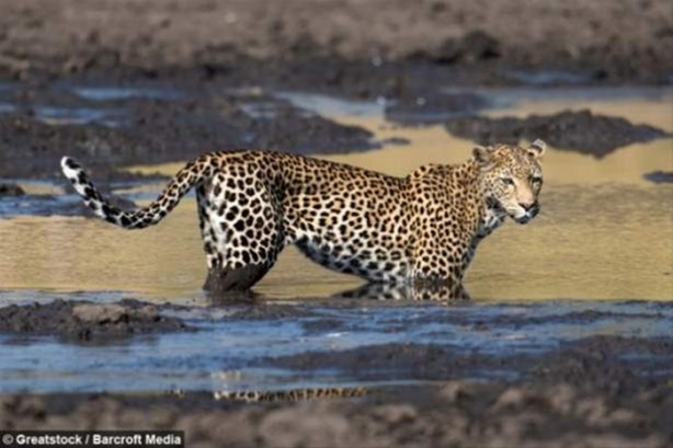 Foto - Hayvanlar dünyasından vahşi görüntüler!