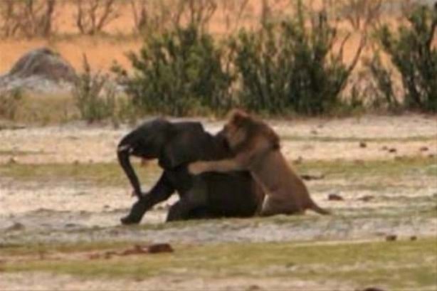 Foto - Hayvanlar dünyasından vahşi görüntüler!