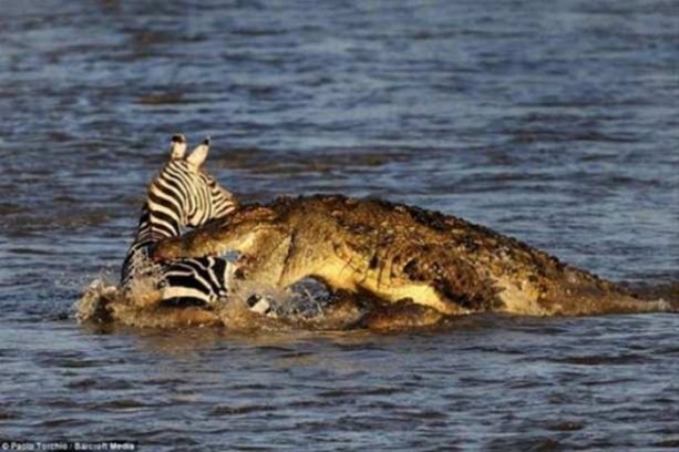 Foto - Hayvanlar dünyasından vahşi görüntüler!