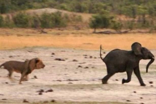 Foto - Hayvanlar dünyasından vahşi görüntüler!
