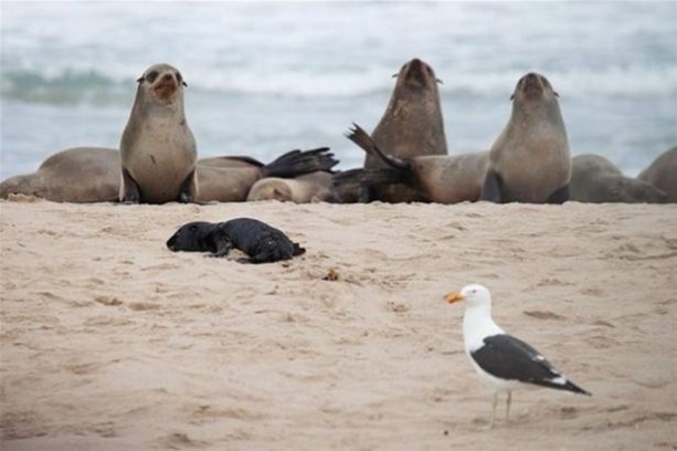 Foto - Hayvanlar dünyasından vahşi görüntüler!