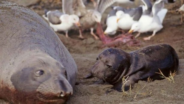 Foto - Hayvanlar dünyasından vahşi görüntüler!