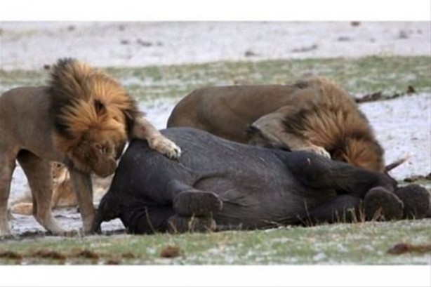 Foto - Hayvanlar dünyasından vahşi görüntüler!