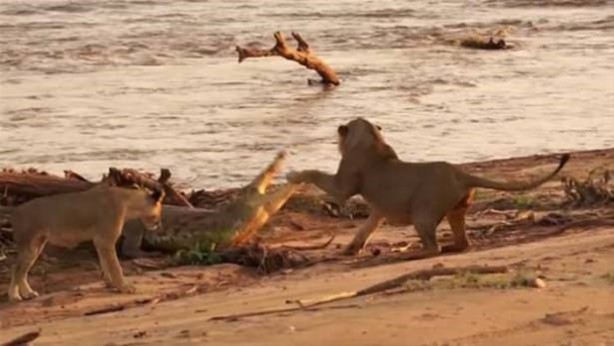 Foto - Hayvanlar dünyasından vahşi görüntüler!