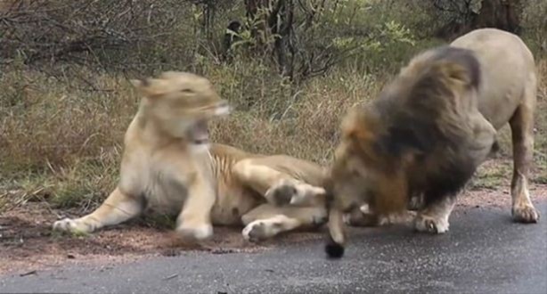 Foto - Hayvanlar dünyasından vahşi görüntüler!