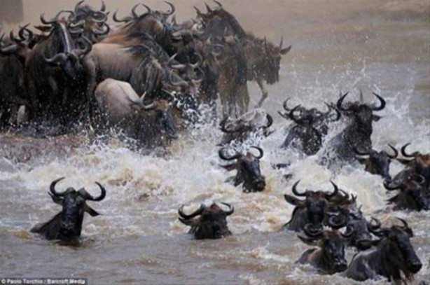 Foto - Hayvanlar dünyasından vahşi görüntüler!