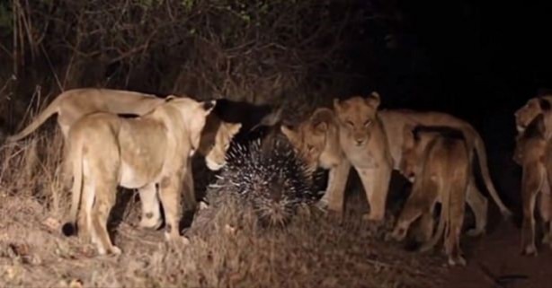 Foto - Hayvanlar dünyasından vahşi görüntüler!