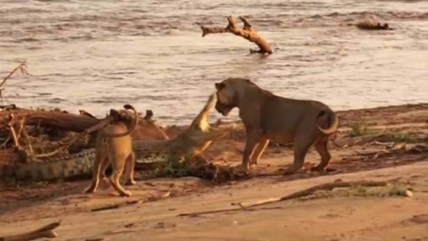 Foto - Hayvanlar dünyasından vahşi görüntüler!
