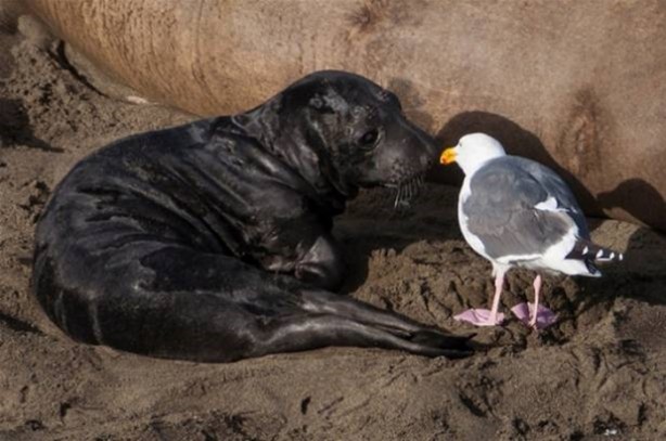 Foto - Hayvanlar dünyasından vahşi görüntüler!