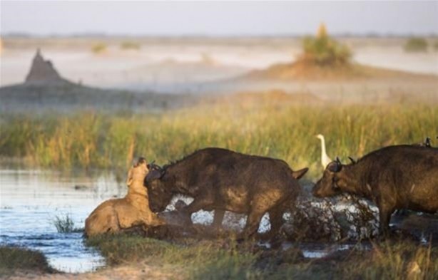 Foto - Hayvanlar dünyasından vahşi görüntüler!