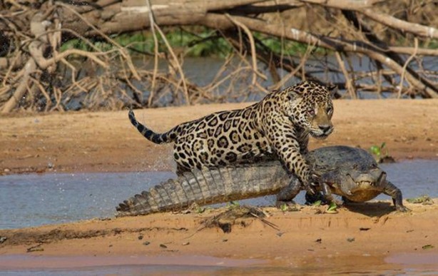 Foto - Hayvanlar dünyasından vahşi görüntüler!
