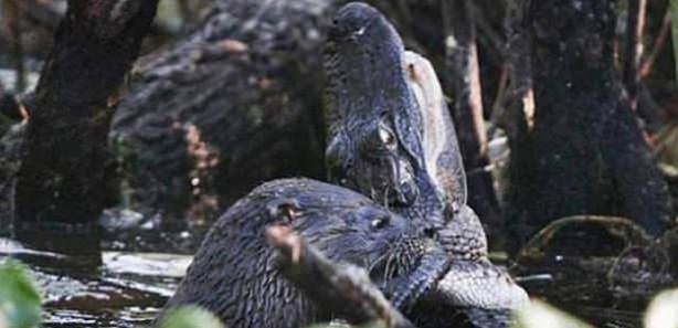 Foto - Hayvanlar dünyasından vahşi görüntüler!