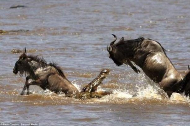 Foto - Hayvanlar dünyasından vahşi görüntüler!