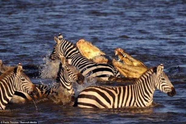 Foto - Hayvanlar dünyasından vahşi görüntüler!