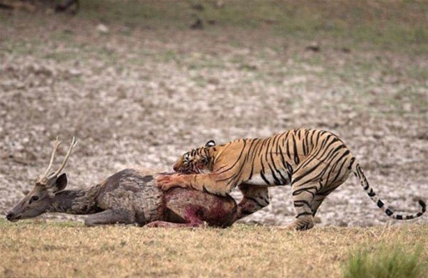 Foto - Hayvanlar dünyasından vahşi görüntüler!