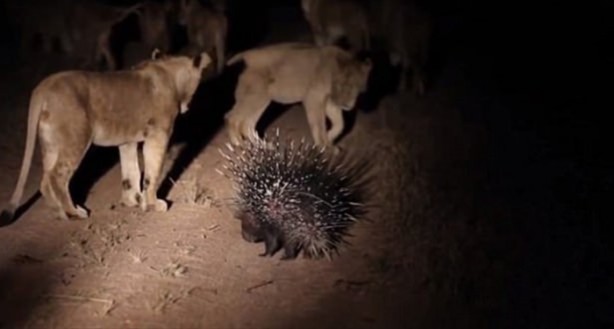 Foto - Hayvanlar dünyasından vahşi görüntüler!