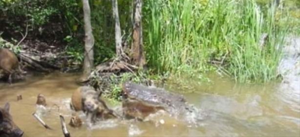 Foto - Hayvanlar dünyasından vahşi görüntüler!