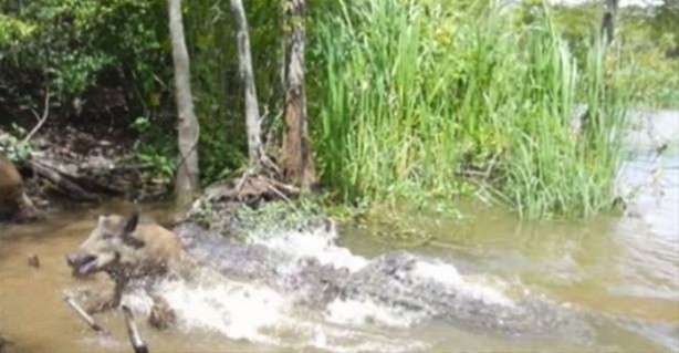 Foto - Hayvanlar dünyasından vahşi görüntüler!