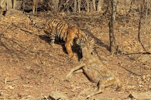 Foto - Hayvanlar dünyasından vahşi görüntüler!
