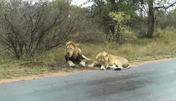 Foto - Hayvanlar dünyasından vahşi görüntüler!
