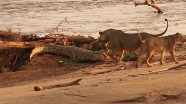 Foto - Hayvanlar dünyasından vahşi görüntüler!