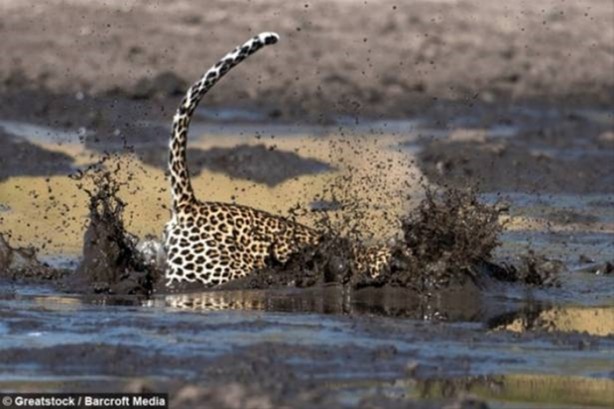Foto - Hayvanlar dünyasından vahşi görüntüler!