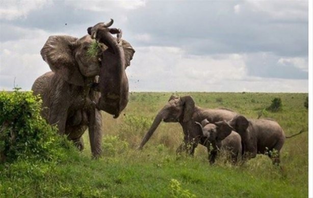 Foto - Hayvanlar dünyasından vahşi görüntüler!