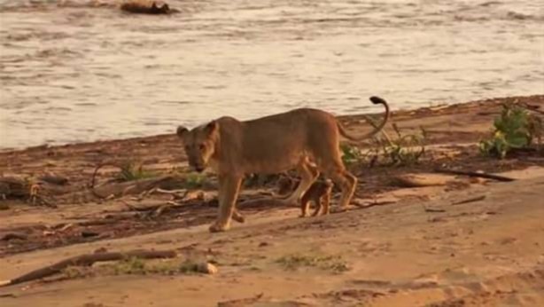 Foto - Hayvanlar dünyasından vahşi görüntüler!