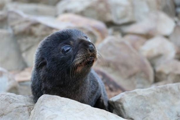 Foto - Hayvanlar dünyasından vahşi görüntüler!