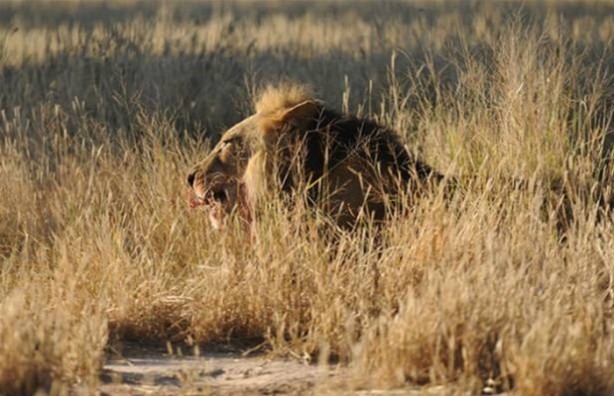 Foto - Hayvanlar dünyasından vahşi görüntüler!
